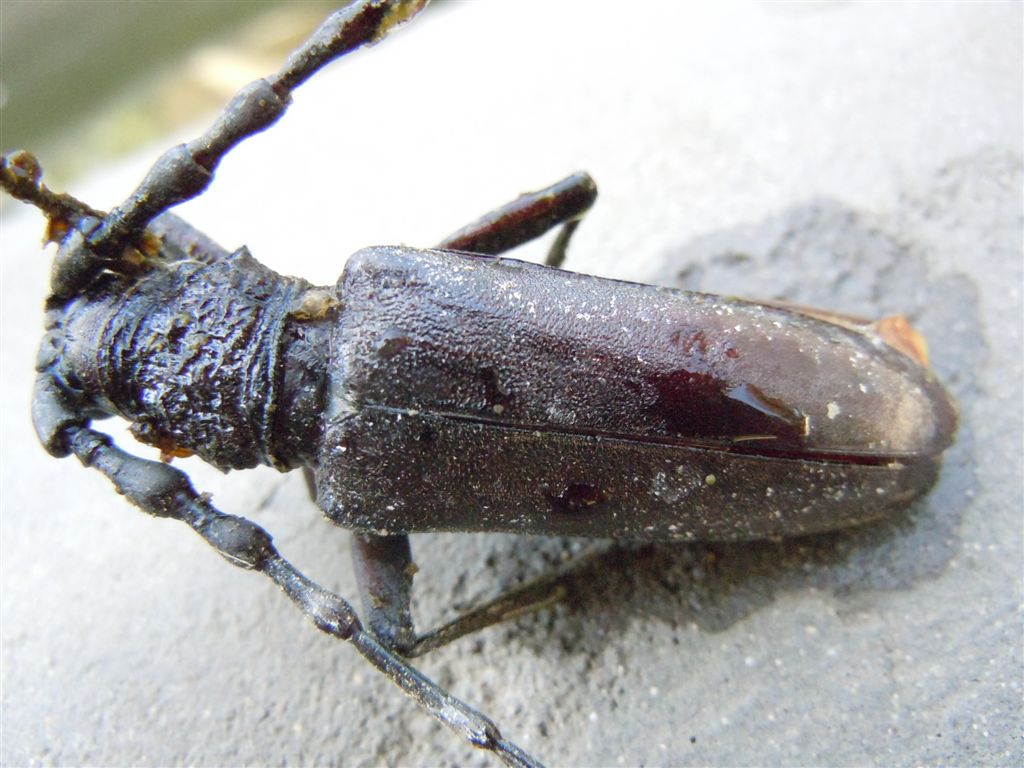 Enorme Cerambycidae - Cerambyx welensii